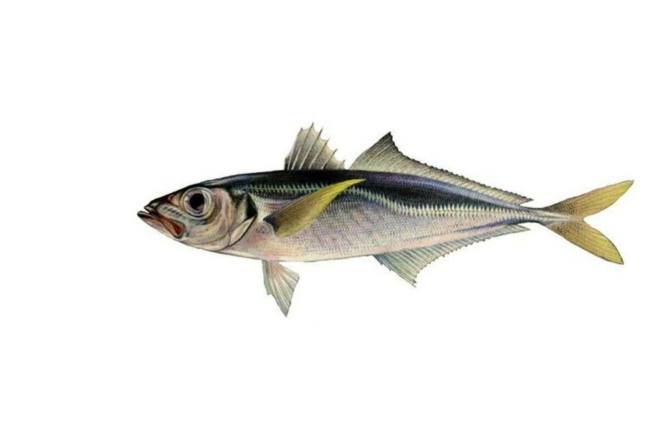 Caranx, Carangoides