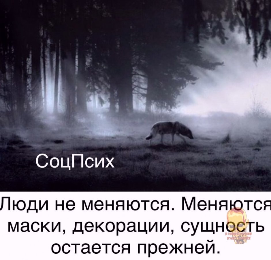 Огромный белый волк