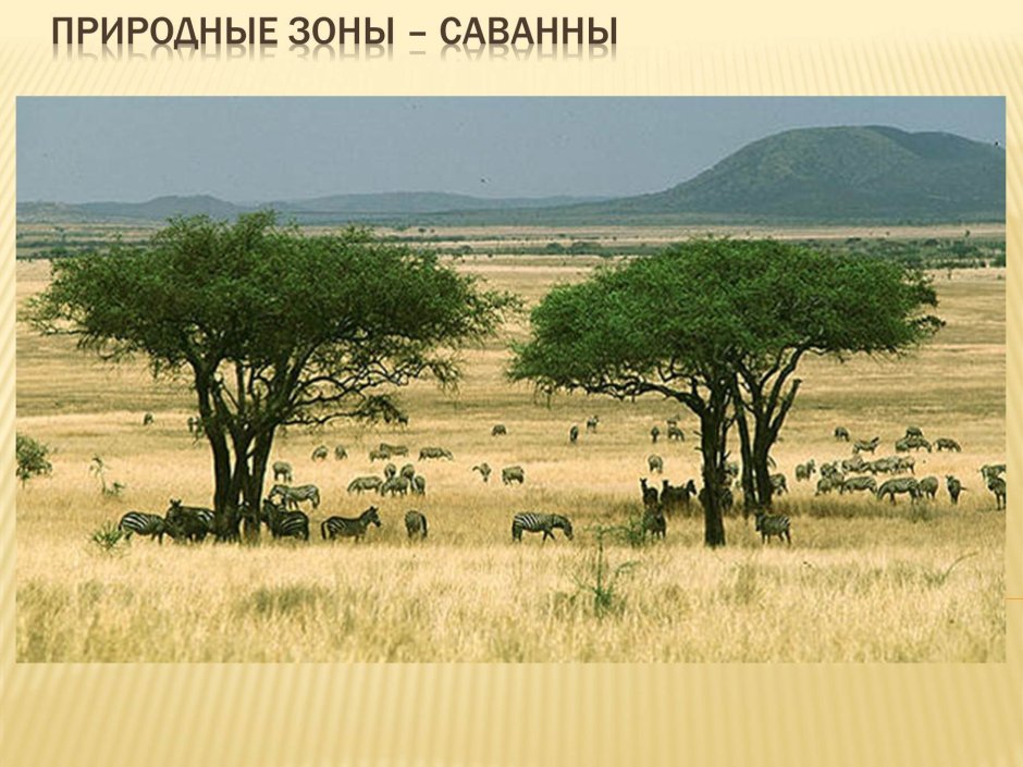 Природные зоны Африки саванны