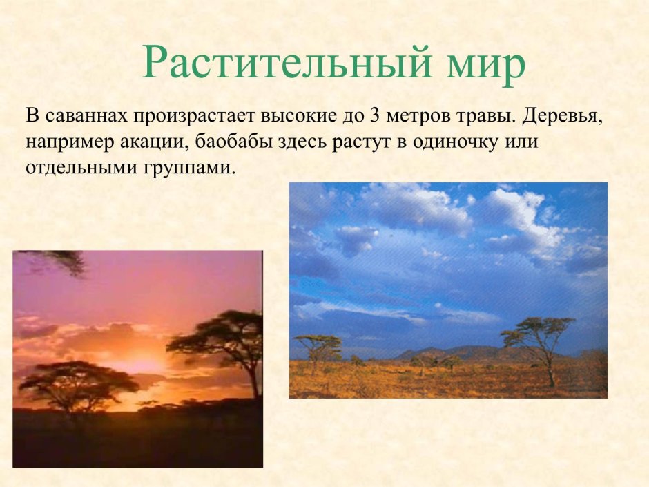 Презентация на тему Саванна