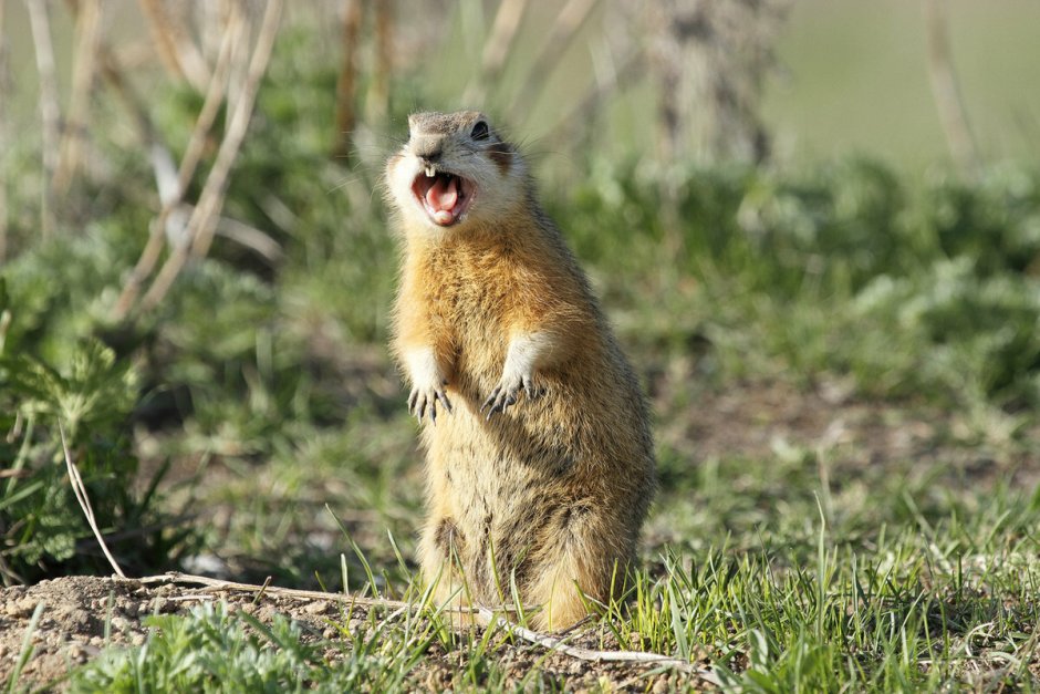 Большой суслик (Spermophilus Major)