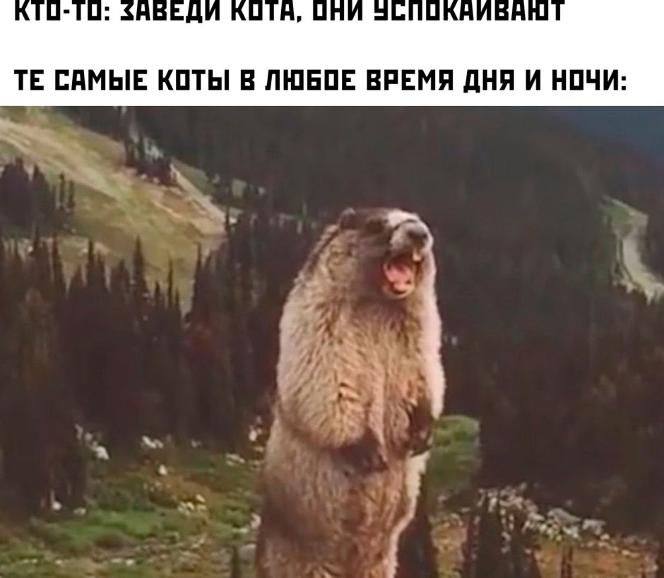 Сурок кричит