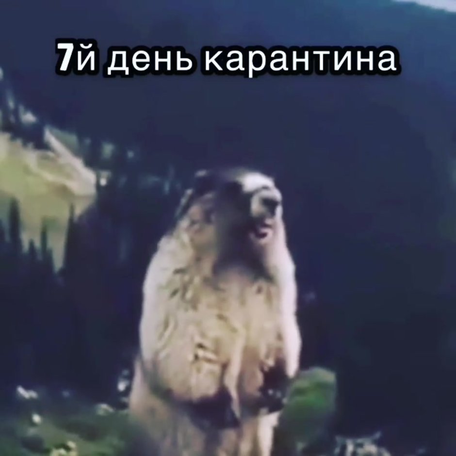 Суслик орёт в горах