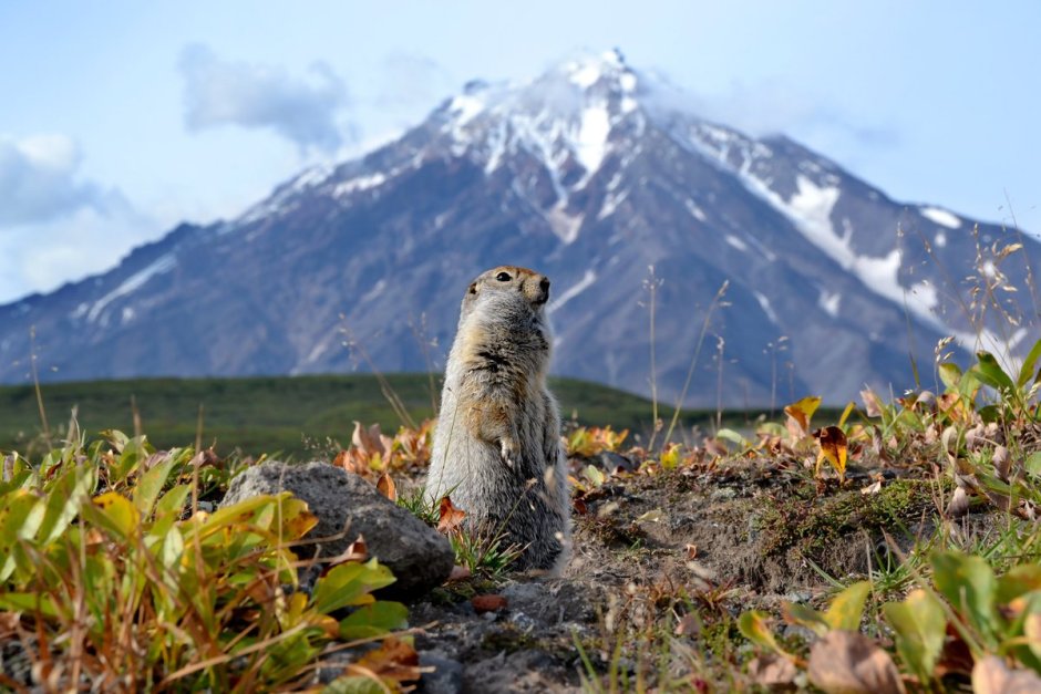 Gopher Gopher