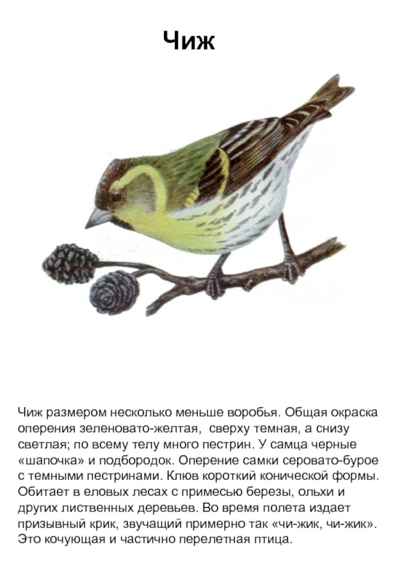 Чиж птица описание
