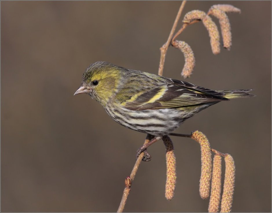 Чиж птица самка