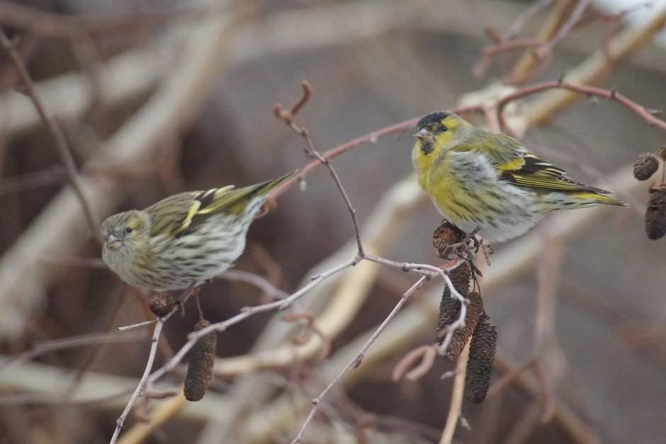 Spinus Spinus Чиж