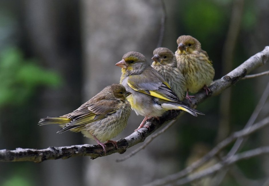 Зеленушка самец и самка