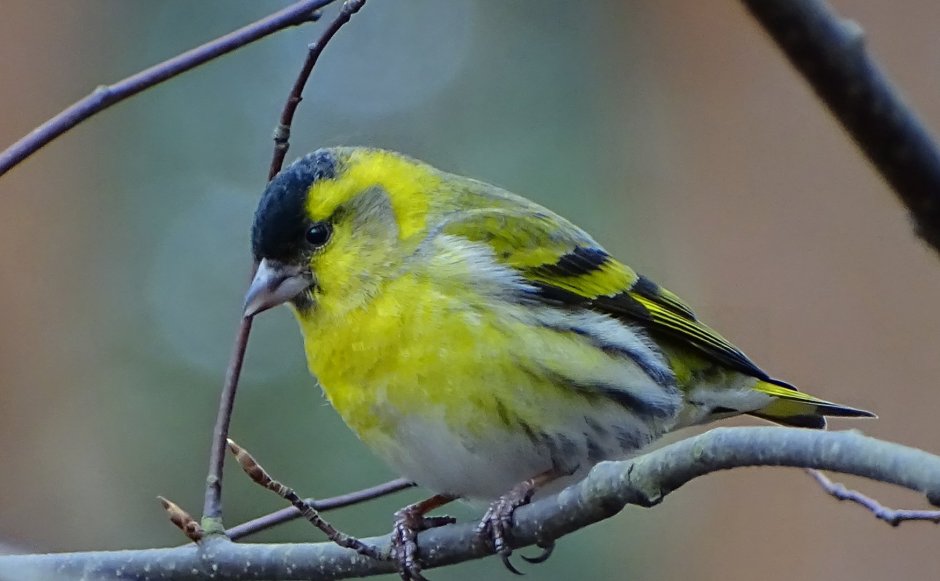 Чиж и ко МТС