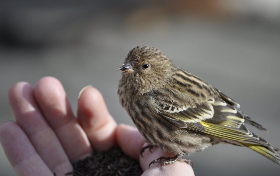 Чижик птенец