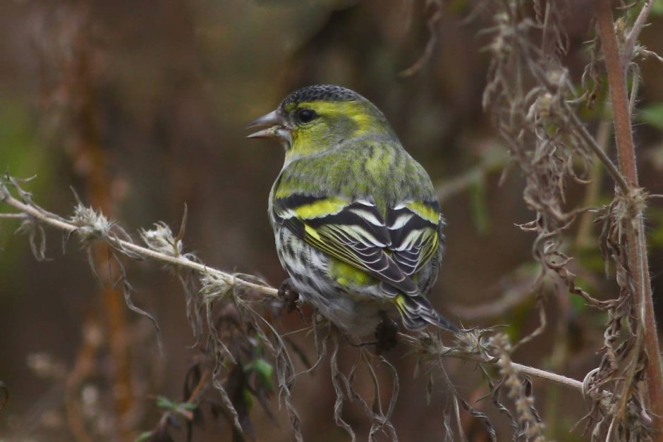 Spinus Spinus Чиж