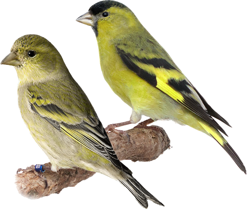 Чижики и канарейки