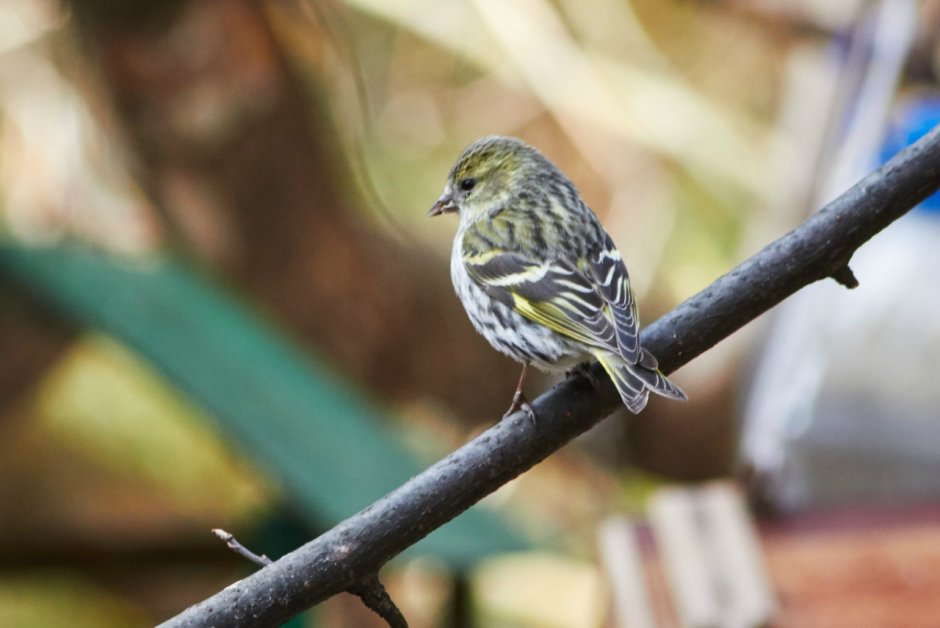 Spinus Spinus Чиж самец