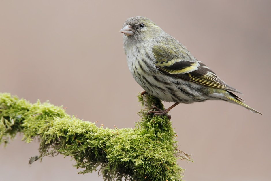 Чиж самка фото