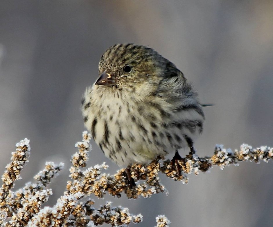 Spinus Spinus Чиж птенцы