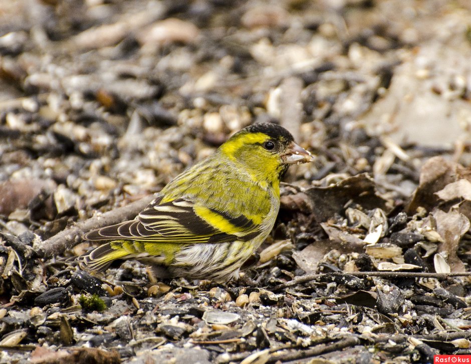 Чиж птица самка
