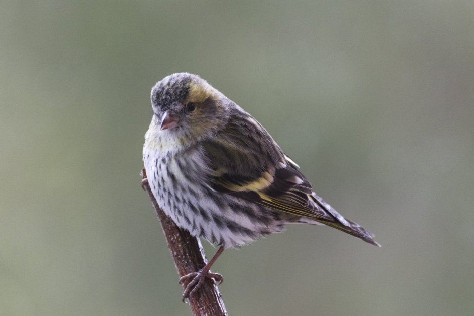 Чиж – Spinus Spinus (l., 1758)