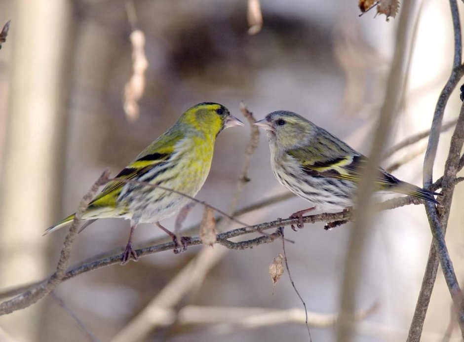 Чиж самка и самец