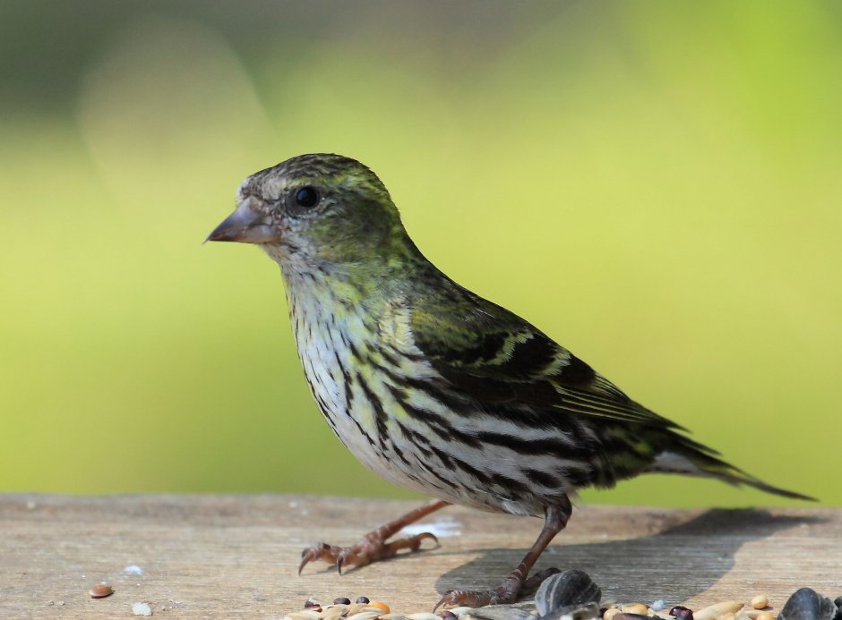 Чиж самка и самец