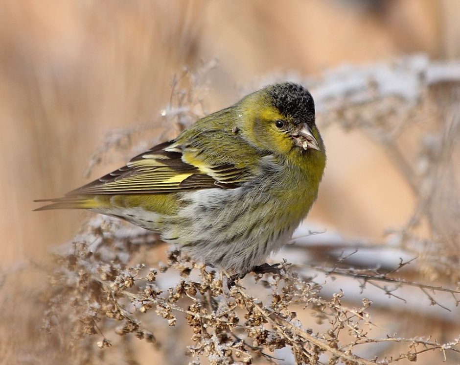 Spinus Spinus Чиж самка