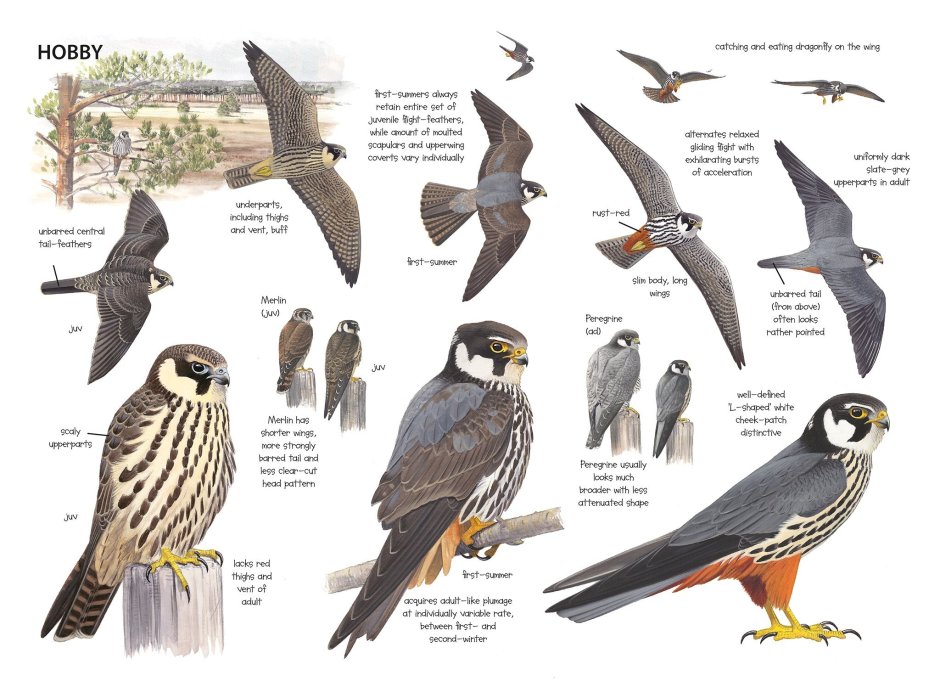 Хищные птицы в полете определитель
