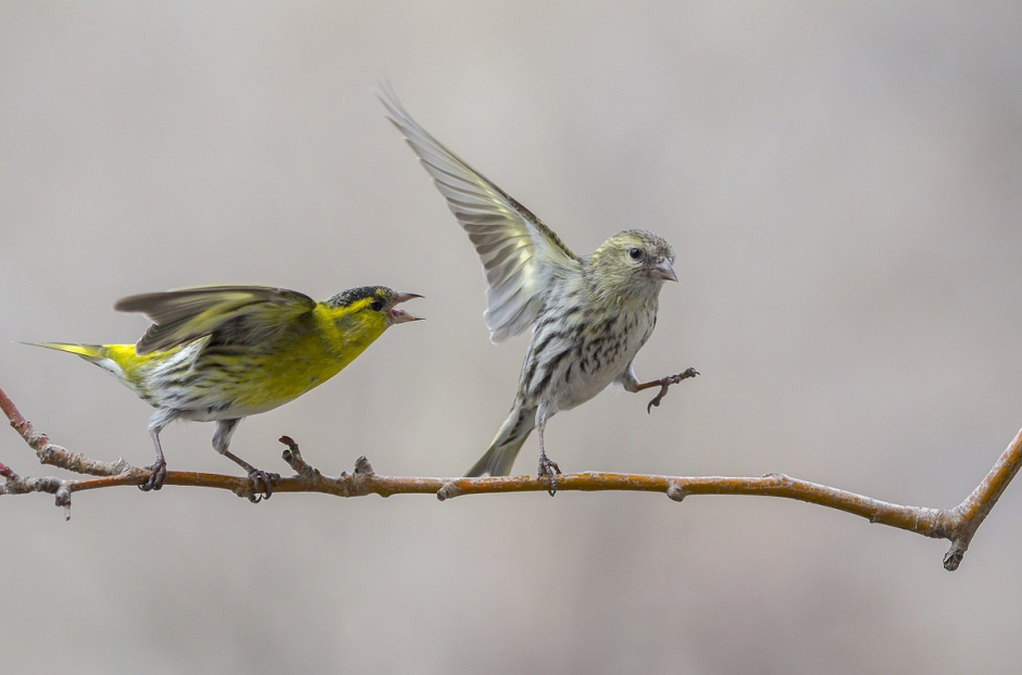 Птичка зеленушка и Чижик