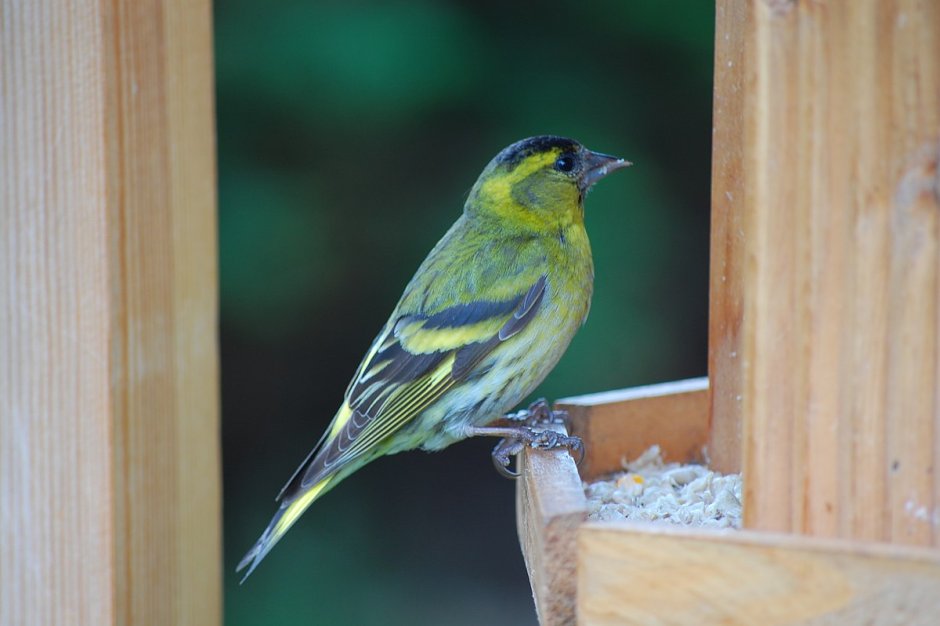 Чиж домашний