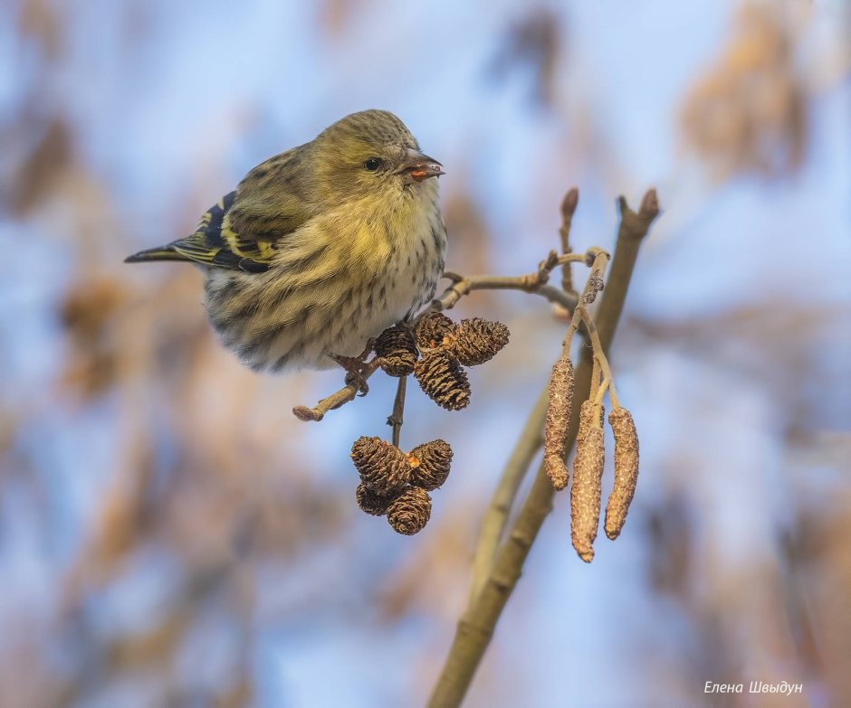 Spinus Spinus Чиж