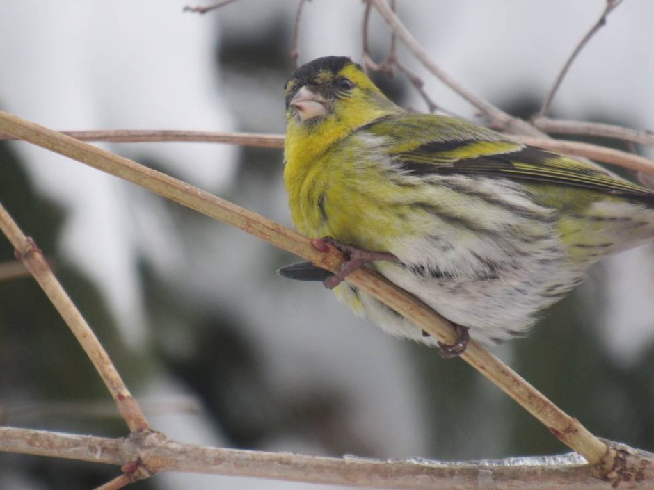 Чиж птица Оренбургская