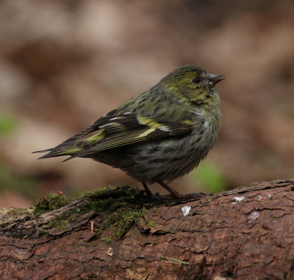 Чиж (Spinus Spinus (Carduelis Spinus))