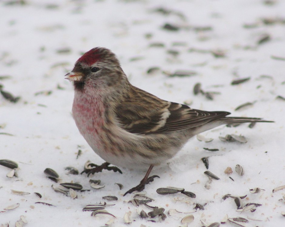Птицы чечетка и зеленушка