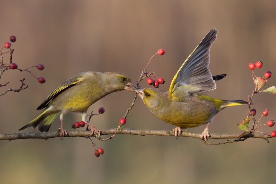 Зеленушка в полете