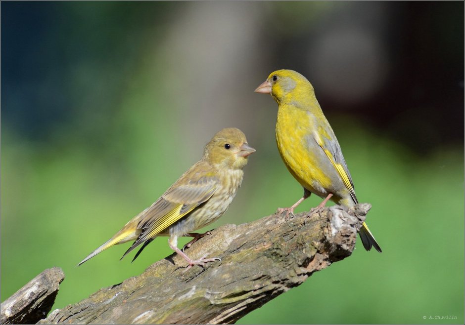 Лесная канарейка зеленушка