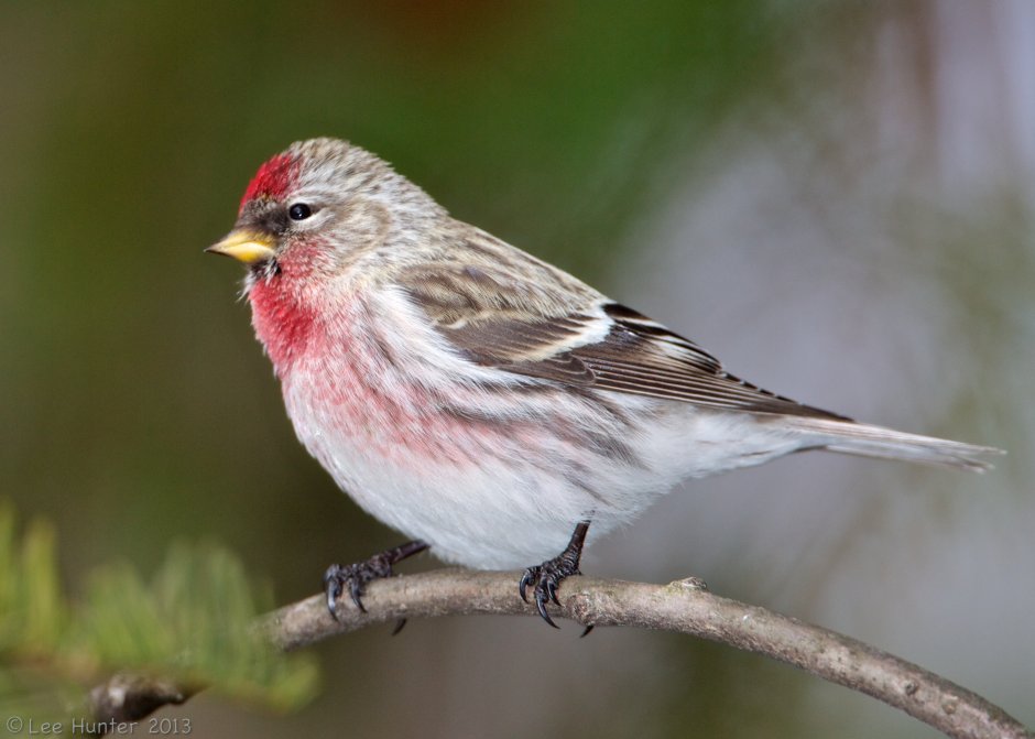 Carduelis flammea