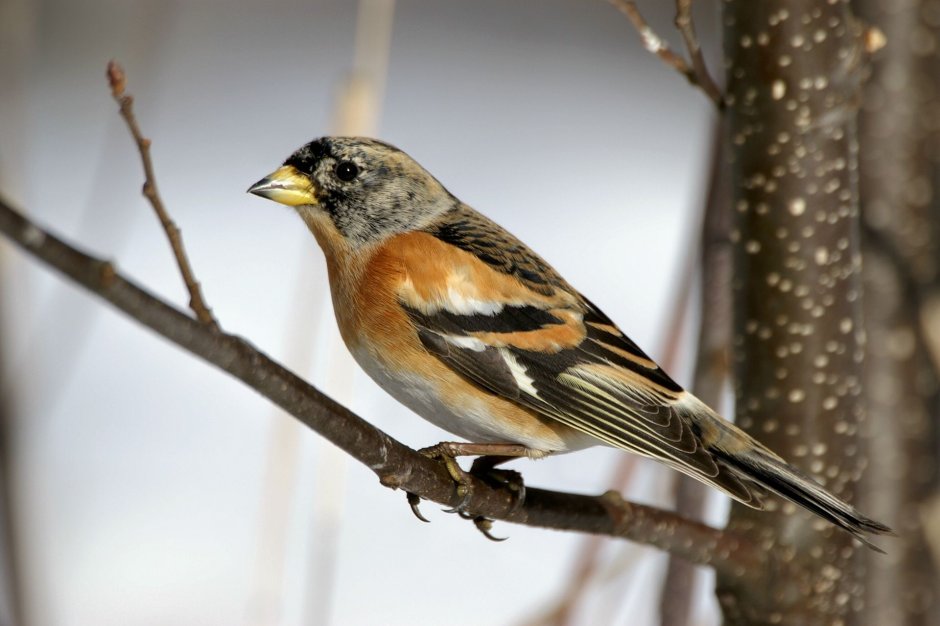 Певчий вьюрок