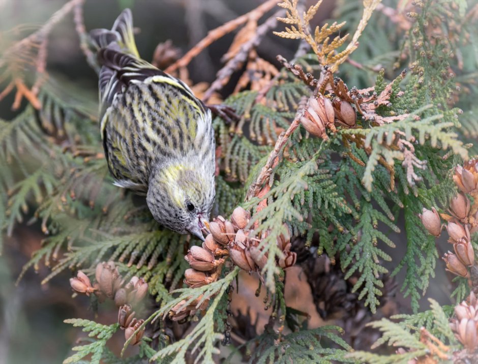 Чижик самка