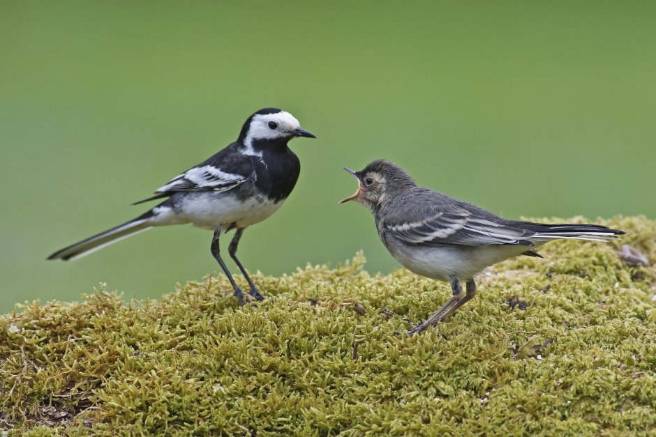 Белая трясогузка гнездо