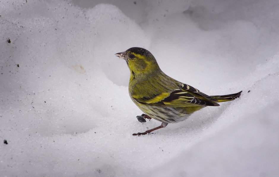 Зимующие птицы Чиж