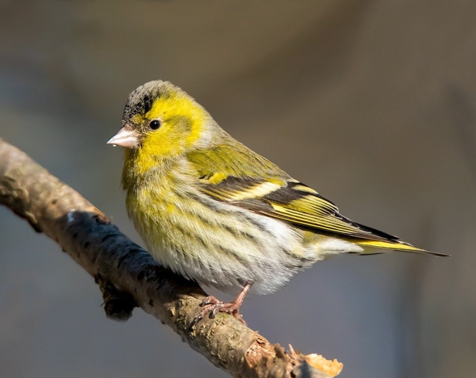 Spinus Spinus Чиж самка