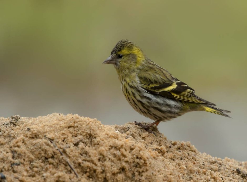 Spinus Spinus Чиж самка