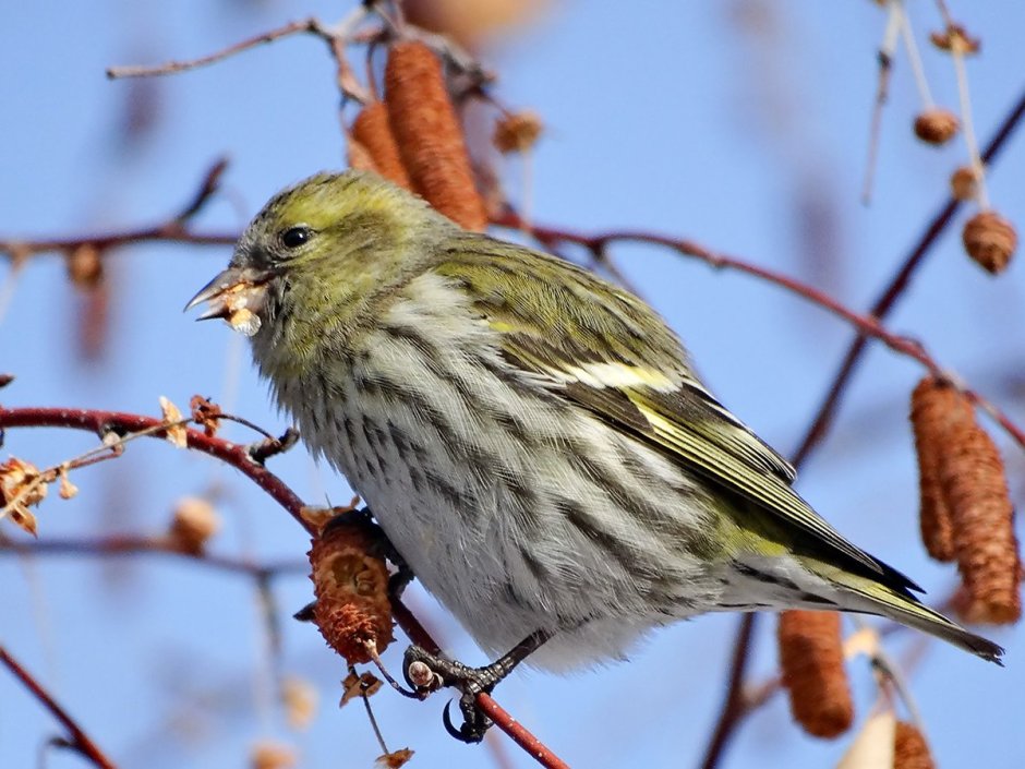 Сосновый Чиж птица