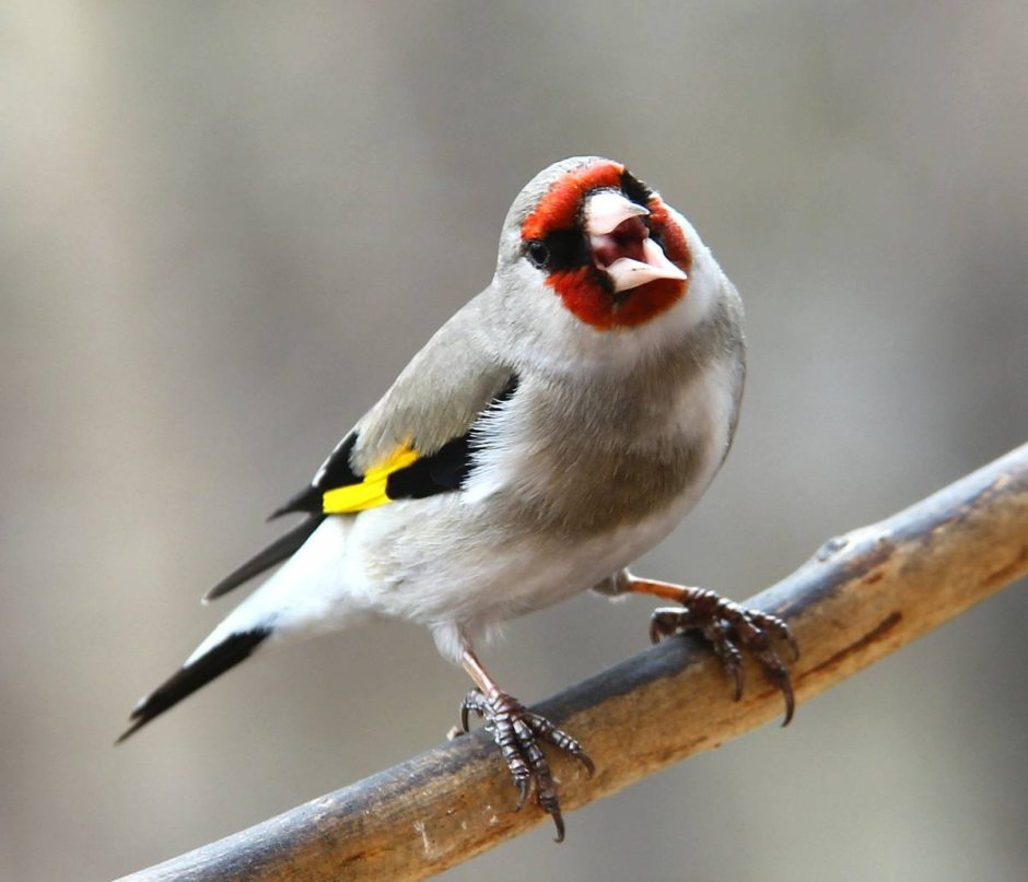 Сибирский седоголовый щегол