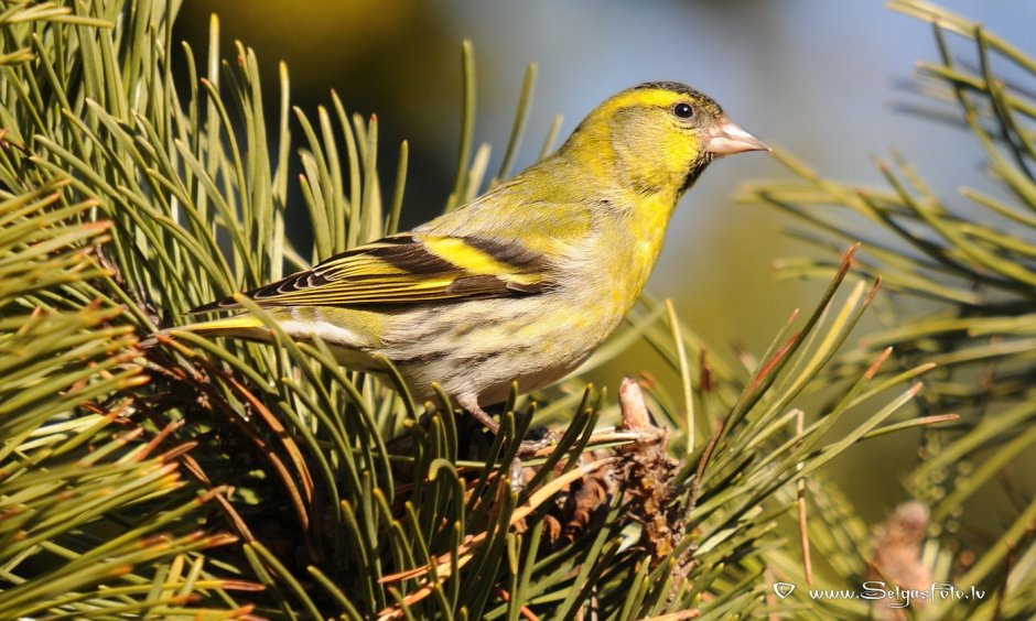 Золотой Чиж