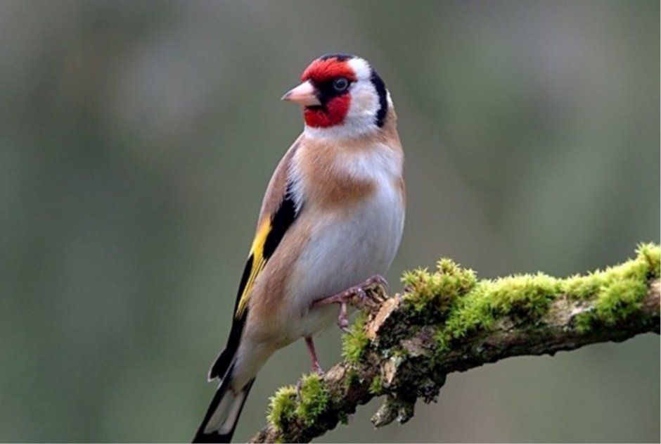 Красноголовый щегол