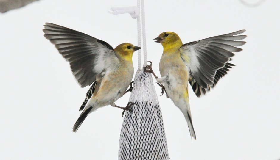 Flying American Goldfinch