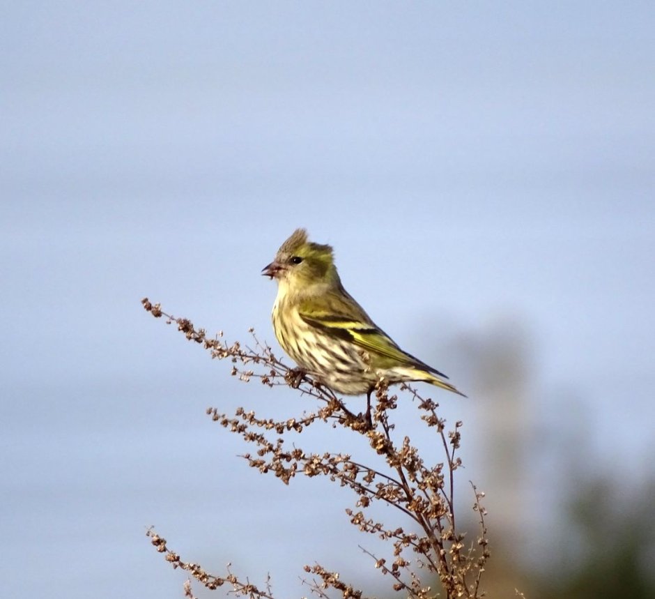 Spinus Spinus Чиж самец