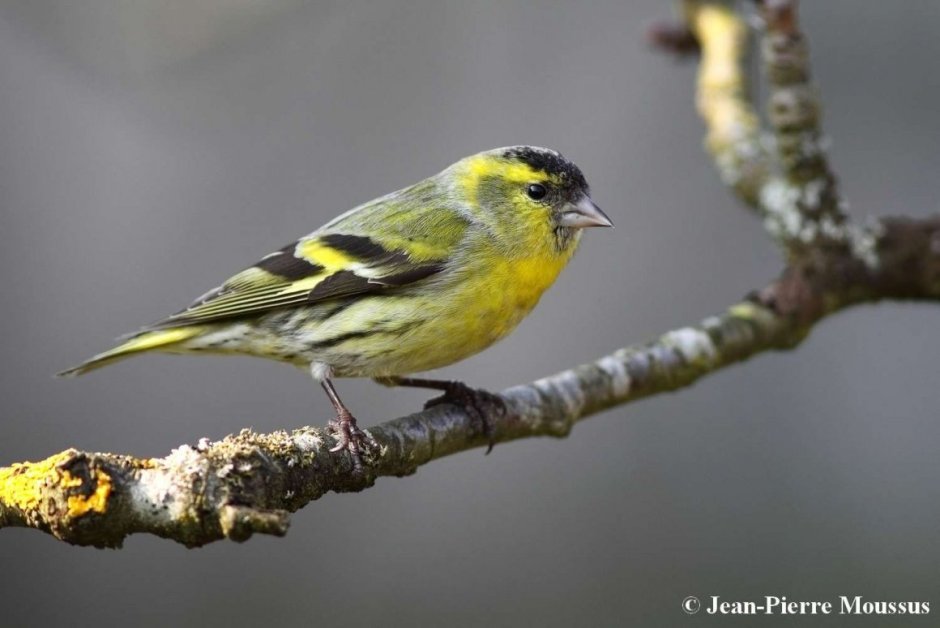 Spinus Spinus Зяблик