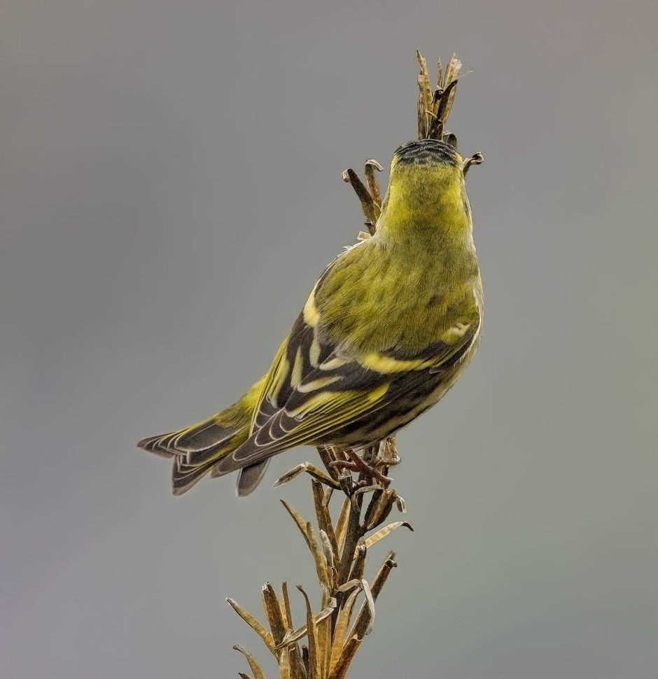 Чиж (Spinus Spinus (Carduelis Spinus))