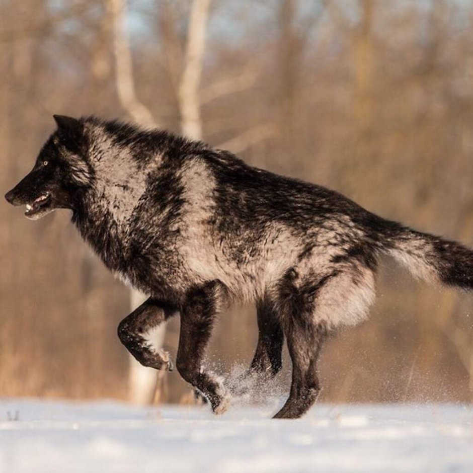 Canis Lupus pambasileus
