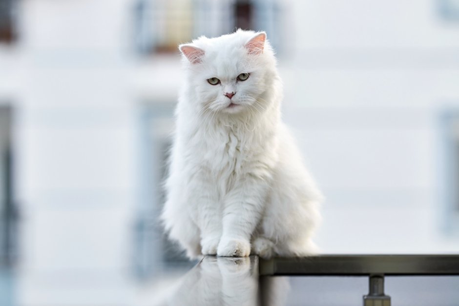 Белый котенок сидит